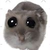 hamsterushaormar