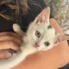 evierose_l