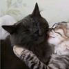 lazycatterpatter