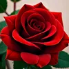 rosa240838
