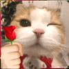 kentang_grg10