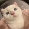 oa_siesth