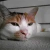 yukineko333