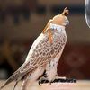 ahmed1112354