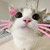 ratha.nita