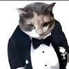 el.gato3556