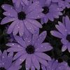 jasmine.al.baloul