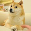 dogshow559