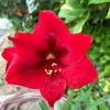_Tropical garden_