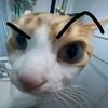 wok_manungso_tah