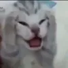 boihetvaoday000