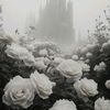 stefa.sopilko8
