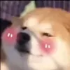 petpet1802