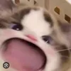 im.meo65