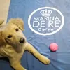 cloegoldenfunnyta