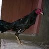 pikokhaphedhi