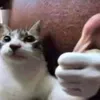 sjrofkzncmkxkcks