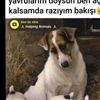 kedilervemiray1