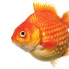 realgoldfish1