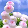rebwaranwar5