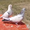 noor.ahmed4555