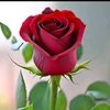 aqeel.shah8440