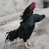 aseelhouse5