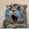 kocoadau123