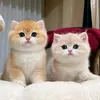 🕊️💚Bii💚🕊️