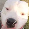 dogoargentino0012