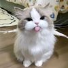 rrooowww.com