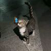 sukamatcha_0811
