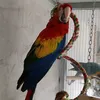 ararauna.cenerini