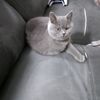 mostfa.khatib
