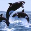 daaaca3
