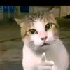.eng66