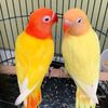 parrot_326