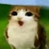 meowlll123sorprendido2
