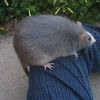 rateater49