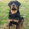 ares_rottweiler0