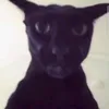 galitsababaer0