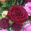 user2443120099513