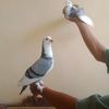 merpati.blantong6