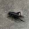 cricket7877