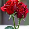 user7800245119482