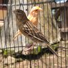 Yudi Canary