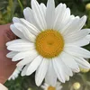 fizzy_pop019