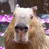capivarista