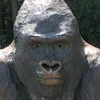 videos.random64637
