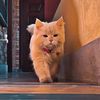 Lost cat